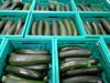 Picture of COURGETTES ORIG PT CAT I  KG