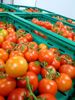 Picture of TOMATE CACHO ORIG PT CAT I KG