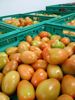 Picture of TOMATE CHUCHA ORIG PT CAT II CAL N/C KG