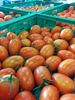 Picture of TOMATE CHUCHA ORIG PT CAT II CAL N/C KG